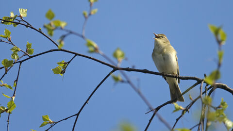 A willow warbler singing from a branch, fresh green leaves emerging around it, against a bright blue sky