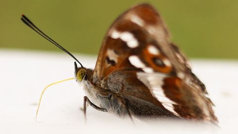 A purple emperor butterfly on a white-painted window frame