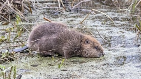 Image of a beaver in reeds. 