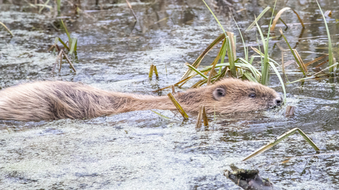 Beaver in water