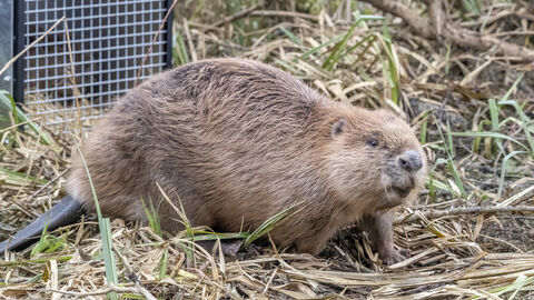 Beaver leaving crate