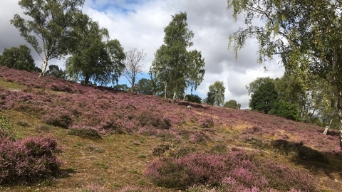 Coopers Hill