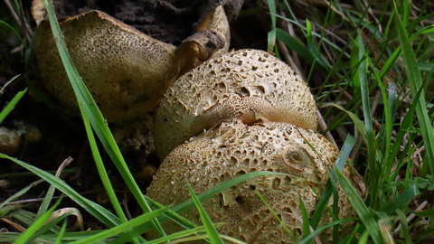 Earthball Fungus