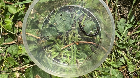 Millipede in bug pot