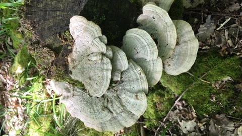 Maulden Woods