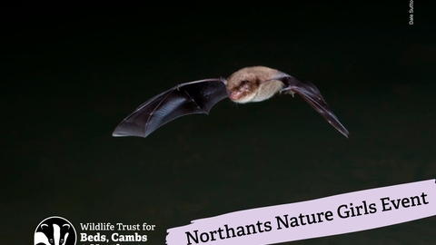 Bat
