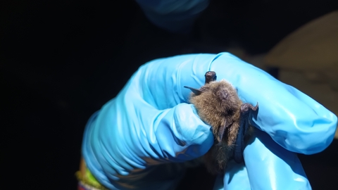 Whiskered bat
