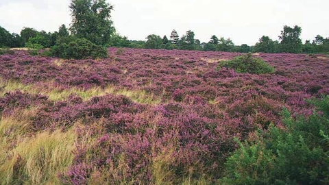 Coopers Hill