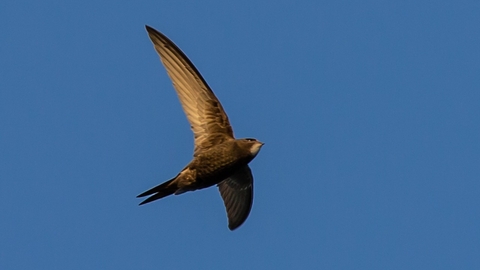 Swift in flight