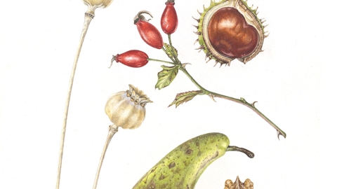 Autumn botanical sketchbook drawing