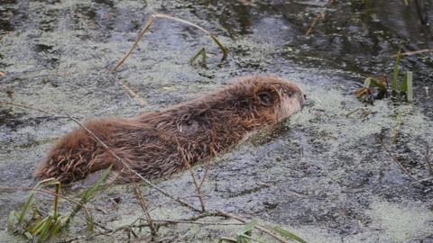 Beaver release