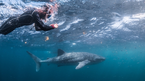 Whale shark