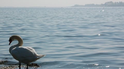 Grafham Water