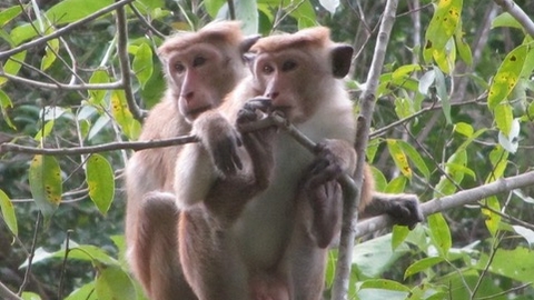 Sri Lanka