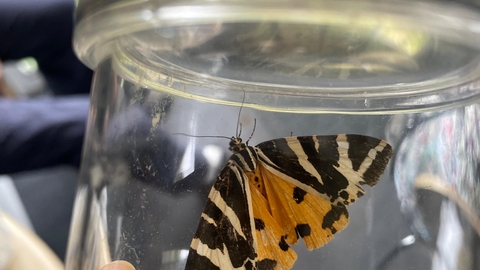 Image of jersey tiger moth in jar