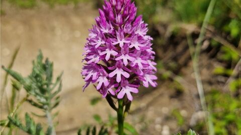 Pyramidal orchid