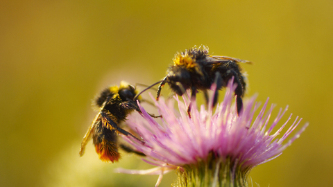 bees
