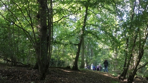 Kingswood