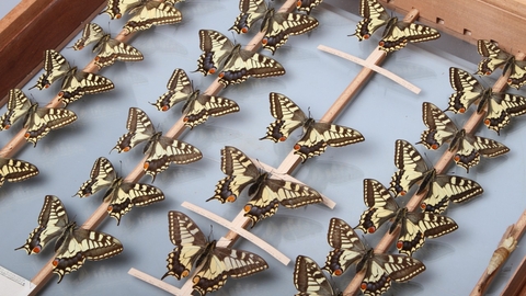 Museum Swallowtails