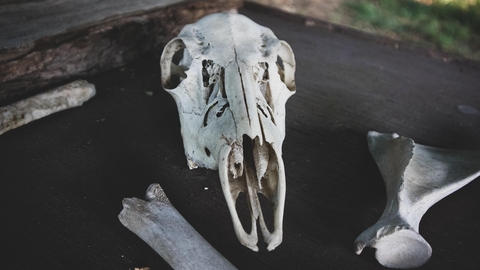Animal skull and bones on log