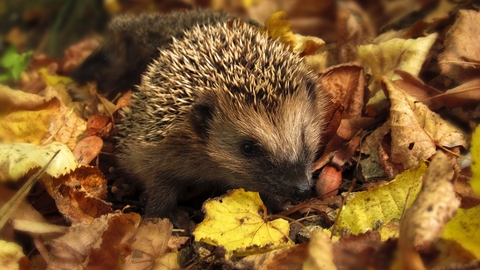 Hedgehog in leaves 