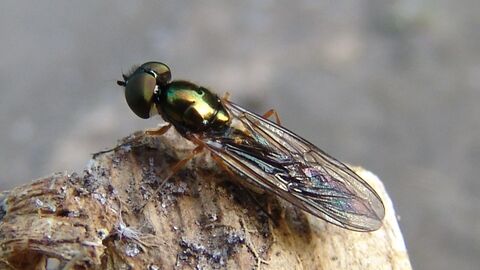 Soldier fly - JS
