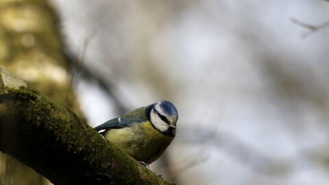 Blue tit - David Hopley