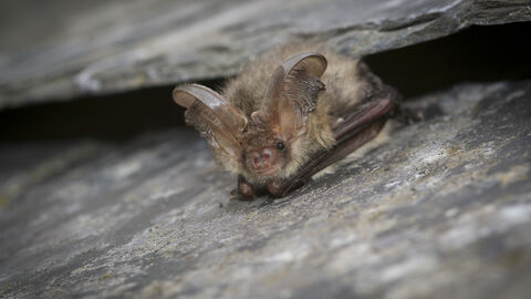 Brown long eared bat