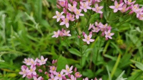 common centaury