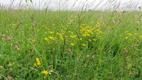 Grassland
