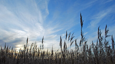 Great Fen reeds - Henry Stanier