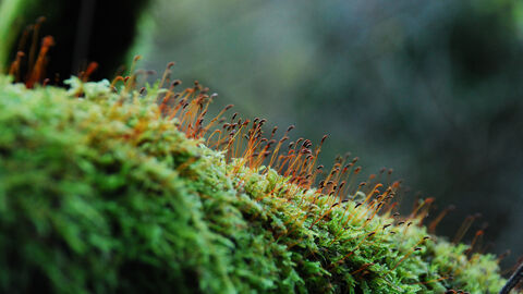 Moss - Zsuzanna Bird