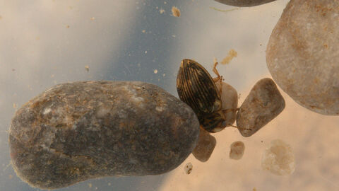 Water beetle - Brian Eversham