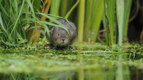 water vole