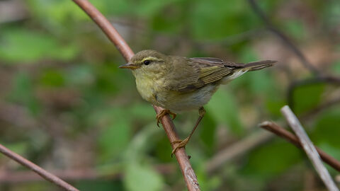 willow warbler