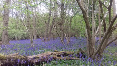 Bluebell wood