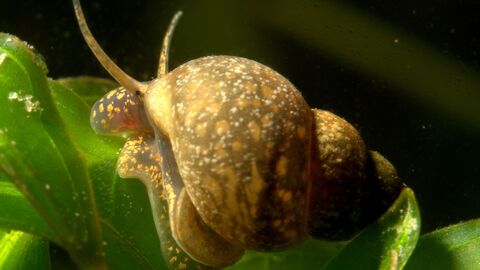 Pond snail