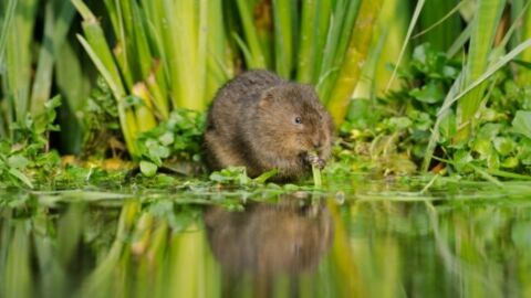 Water Vole