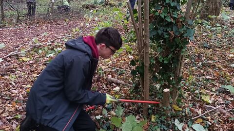 Young man kneeling on floor holding a hacksaw and chopping a small, thin, hazel tree down