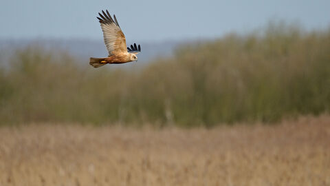 Marsh Harrier flying over a bed of reeds. Photo taken mid-flight, flying from the left side of the photo.