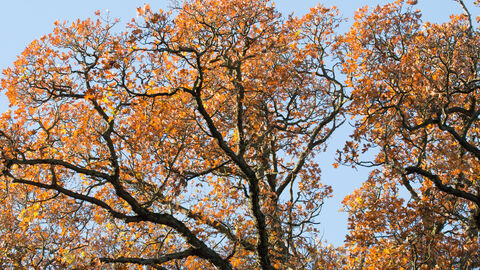 View from below of a tree with bright, orange, autumn leaves against a blue sky.