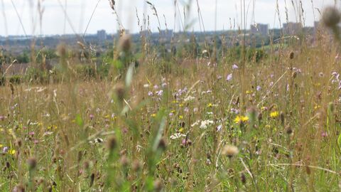 galley and warden hill
