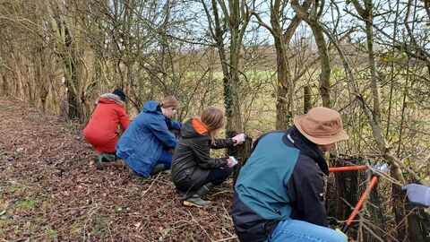 Youth Rangers removing tree guards on Cambourne Nature Reserve by Rebecca Neal