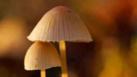 Fungi