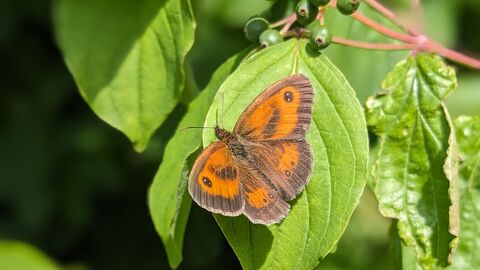 gatekeeper butterfly on Cambourne Nature Reserve by Rebecca Neal