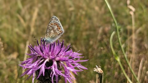 Common blue butterfly on greater knapweed at Trumpington Meadows by Rebecca Neal