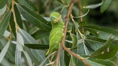 poplar hawkmoth caterpillar on willow by Rebecca Neal