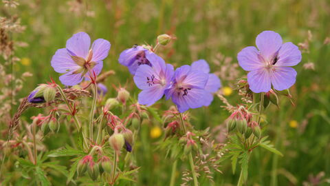 Meadow cranes bill by Kieron Huston