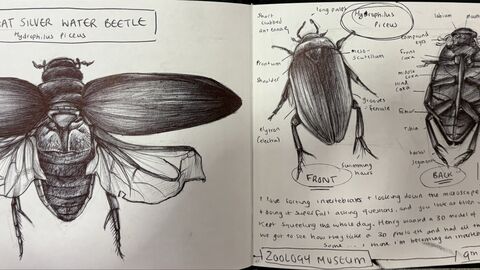 An open sketchbook with drawings of a Great Silver Water Beetle and some writings