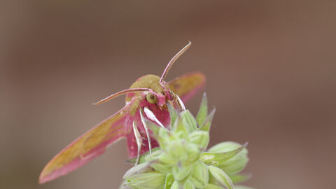Hawkmoth on foxglove by Tom Marshall